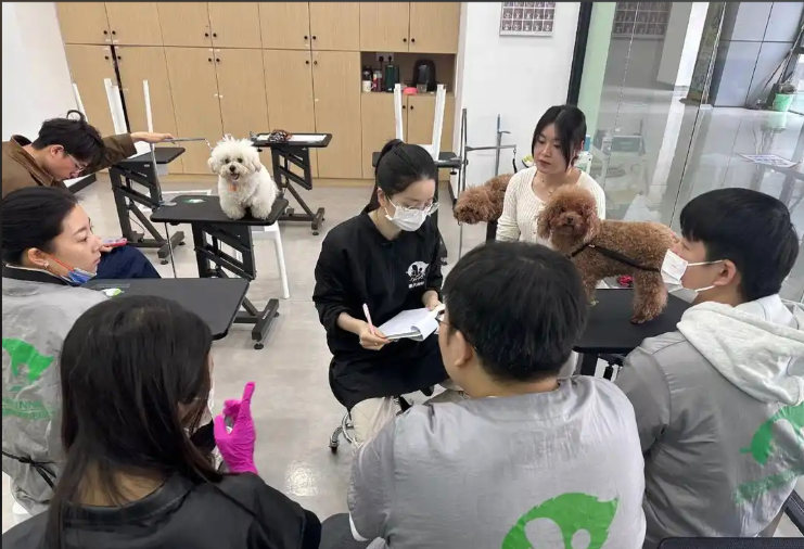 高淳区宠物美容学习宠物美容培训学校 - 厂家